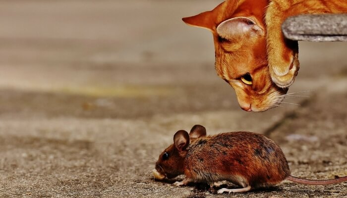 Leadership Qualities – Playing Cat and Mouse with Business Success